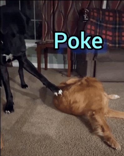 Poke Golden Retriever GIF