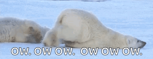 Polar Bear Crawling Bear GIF