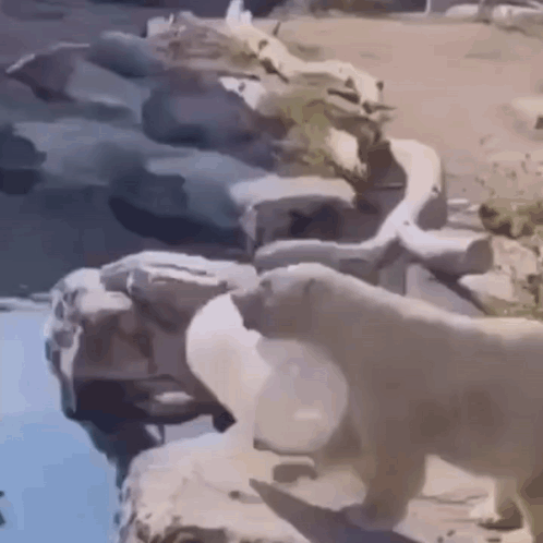 Polar Bear Dumb GIF
