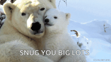 Polar Bear Nibling GIF
