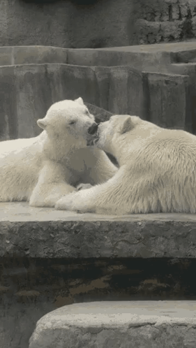 Polar Bear Polar Bear Kiss GIF