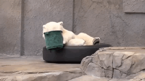 Polar Bear Shirokuma GIF