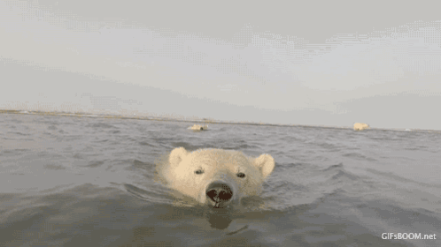Polar Bear Swimming GIF