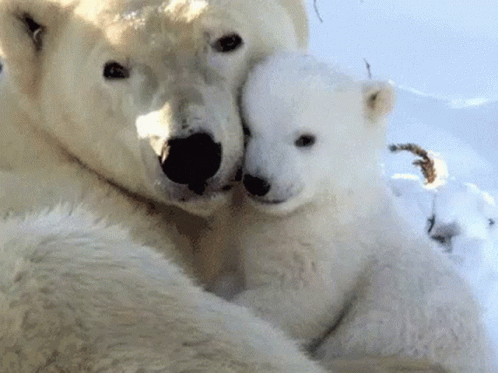 Polar Bear GIF