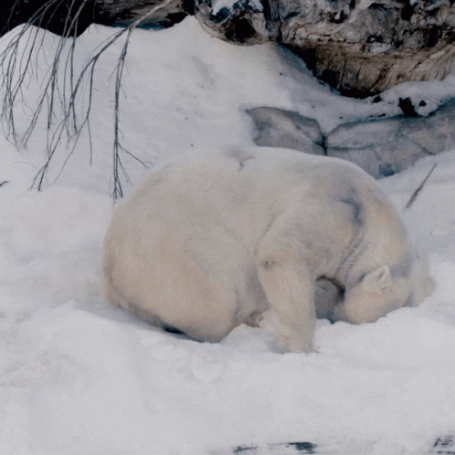 Polar Bear GIF
