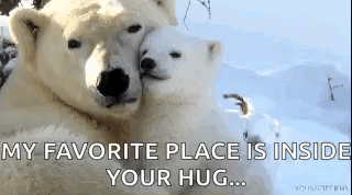 Polarbears Hug GIF