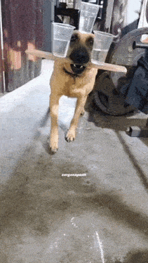 Polonyalii GIF
