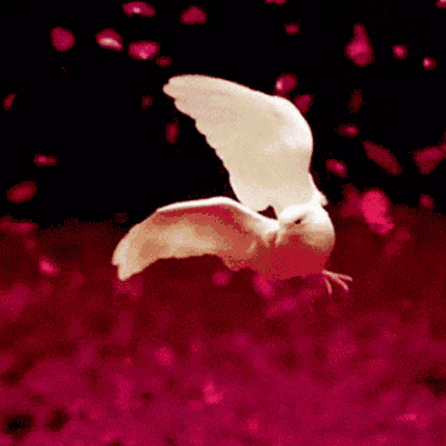 Pomba Voando GIF