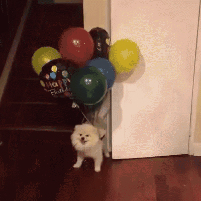 Pomeranian GIF