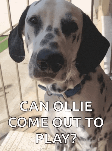 Pongo Cassie GIF