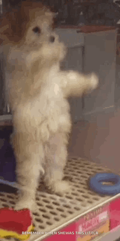 Poodle Dancing Dog Poodle GIF