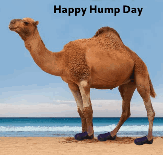 Poon Shoes Humpday Meme