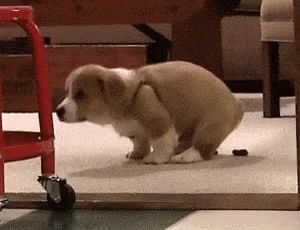 Poop Bathroom GIF