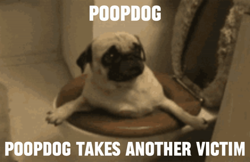 Poop Dog GIF