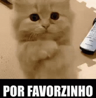Por Favorzinho / Por Favor / Gatinho / Tô Pedindo GIF