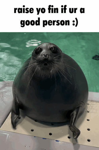 Positive Seal GIF