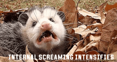 Possum Possum Screaming GIF