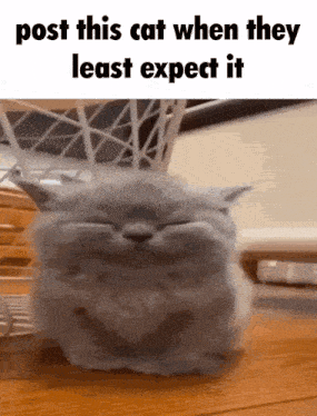 Post This Cat Ryujinr GIF