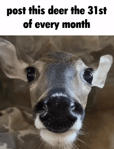 Post This Deer In Headlights GIF