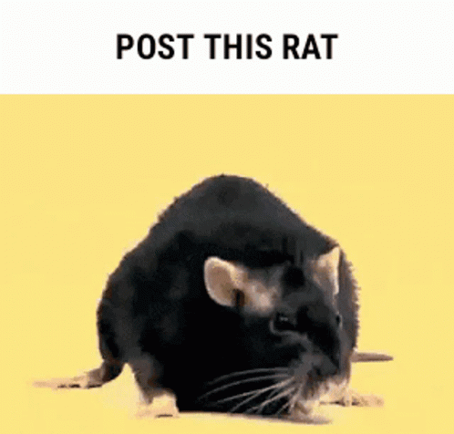 Post This Rat Dancing GIF