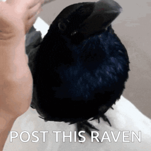 Post This Raven GIF