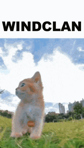 Pov Windclan Windclan GIF