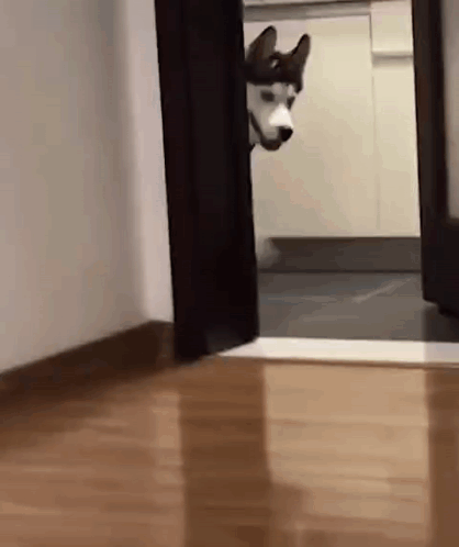 Prancing Happy Dog GIF