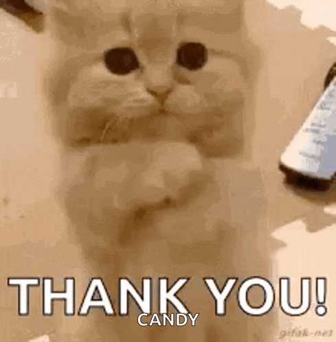 Praying Cat GIF