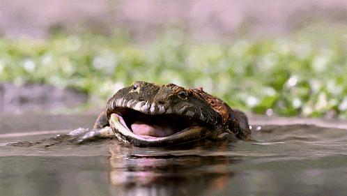 Prehistoric Planet Beelzebufo GIF. This 498 x 281 animated GIF is part of our toad screaming collection. Related themes include angry, frog. Created by…