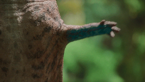 Prehistoric Planet Forests GIF