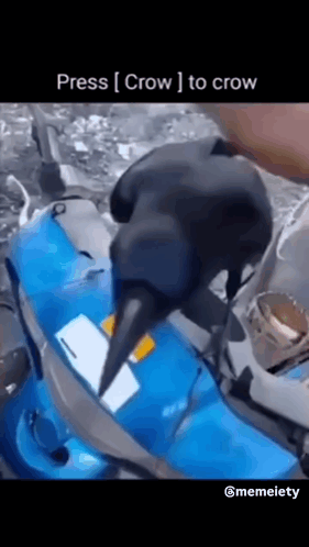 Press Crow GIF