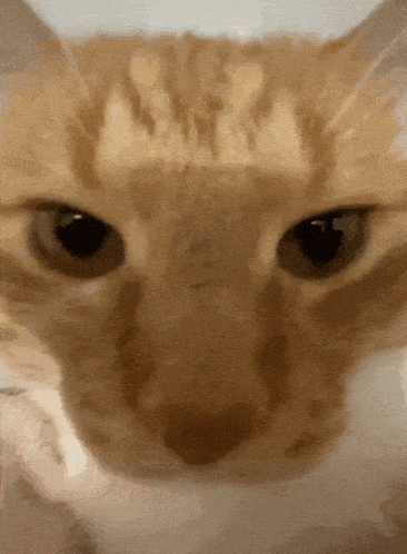 Psp1g Cat GIF