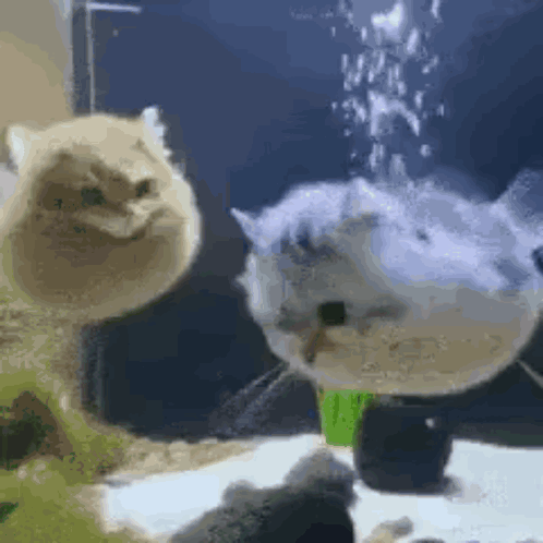 Pufferfish Cat GIF