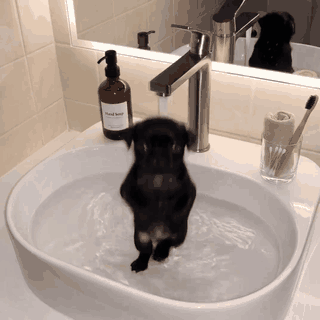 Pug Dance GIF