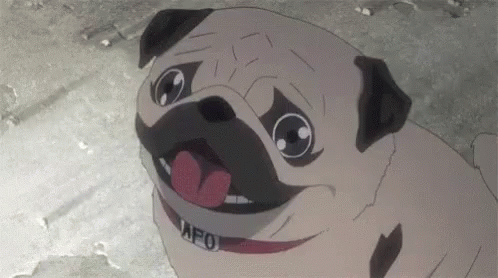 Pug Explosion GIF
