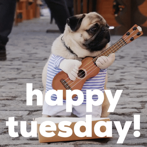 Pug Happy Tuesday GIF. This 480 x 480 animated GIF is part of our lustiger dienstag collection. Related themes include happy tuesday, tuesday. Created by…