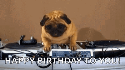 Pug Life GIF
