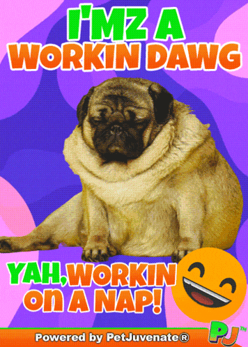 Pug Love Funny Dog Hilarious Pet Boop Blep Toot Poop Doggo Hooman Fren Chimken Sploot Wif Funny Dog Quotes GIF