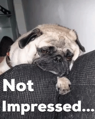 Pug Not Impressed GIF