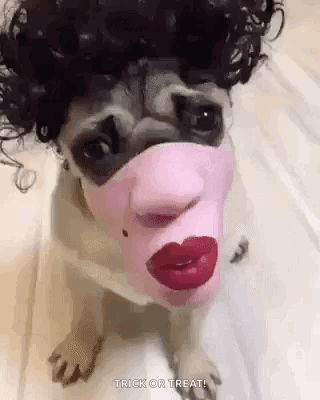 Pug Puglife GIF