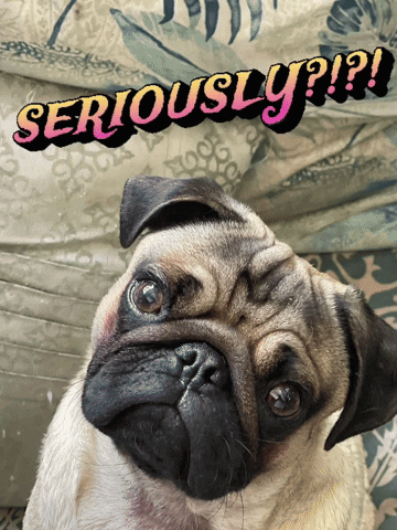 Pug Seriously GIF