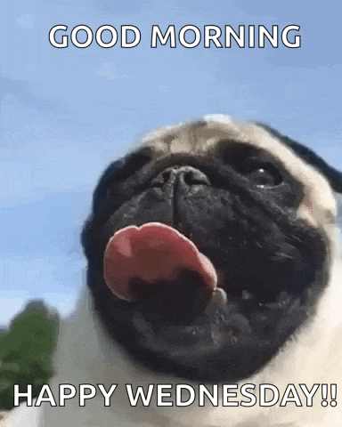 Pug Tongue GIF