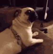 Pug What GIF