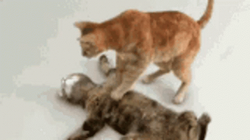 Pumping Rescue GIF