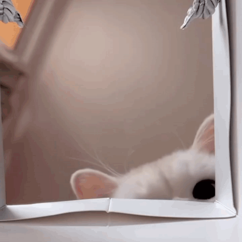 Punch Punch Cat GIF