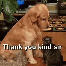 Puppy Bowl GIF