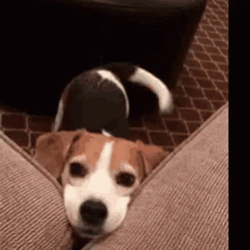 Puppy GIF