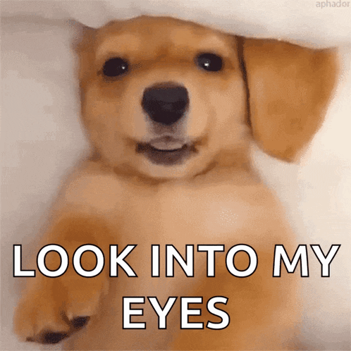 Puppy Cute GIF