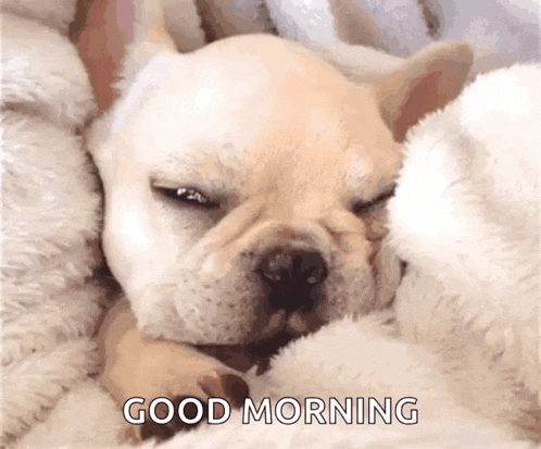 Puppy Cute GIF