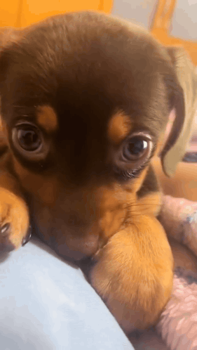 Puppy Cute Puppy GIF